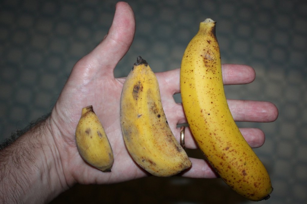 Baby Banana, Mama Banana, and Papa Banana