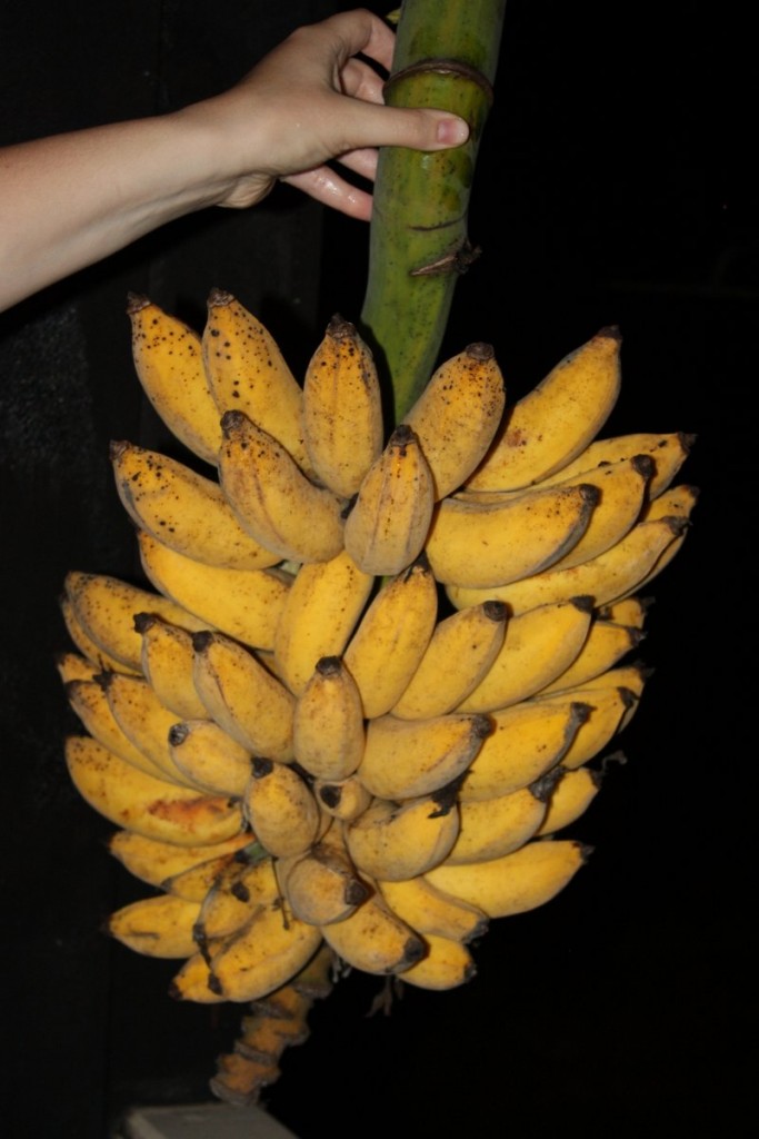 Banana Stalk 1