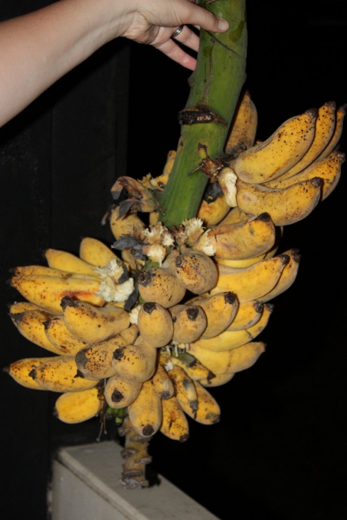 Banana Stalk 2