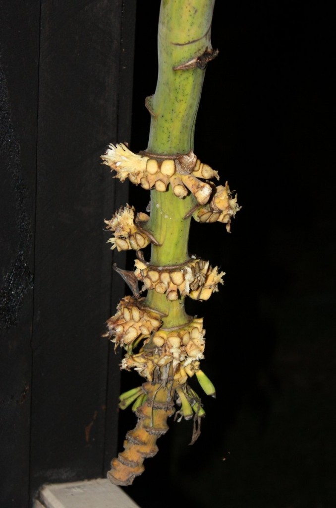 Banana Stalk Empty