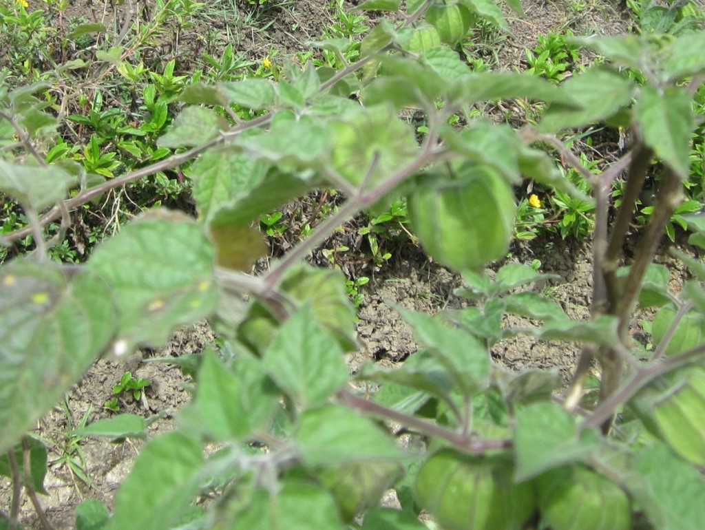 Gooseberry Bush