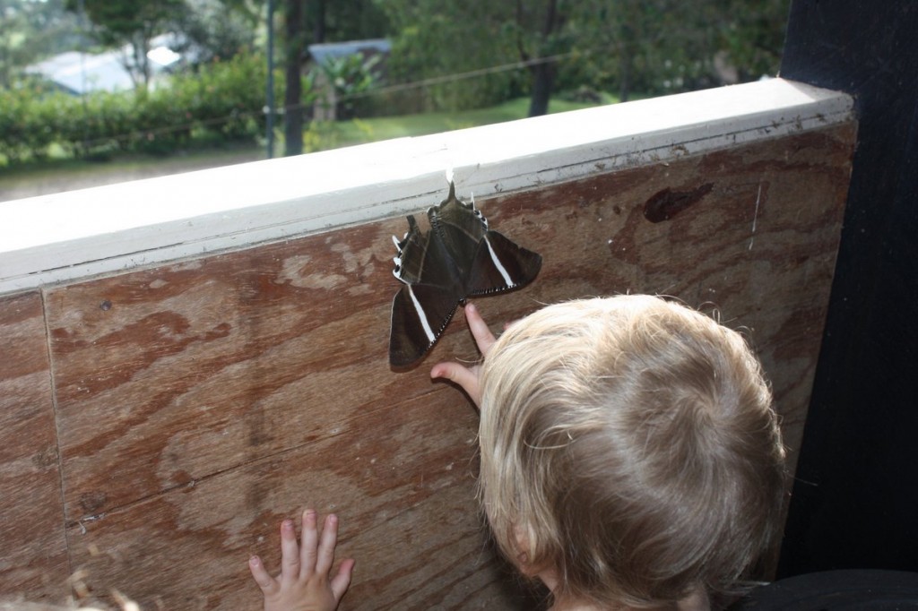Laurel and a Big Moth