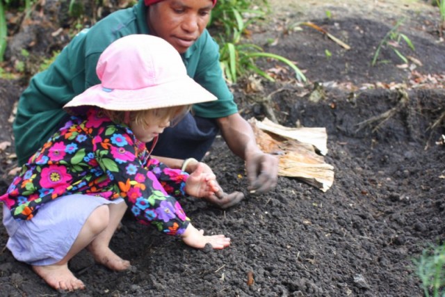 Laurel Planting