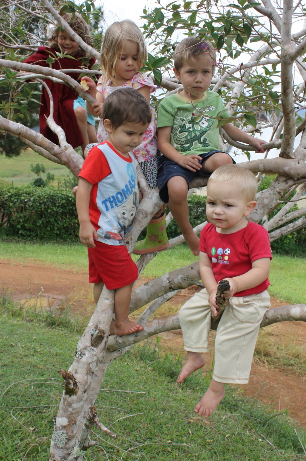 Friends in a Tree